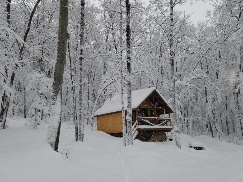 Les Nordik 2.0 * Shawinigan